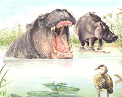 Hippopotames