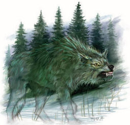 Wolf