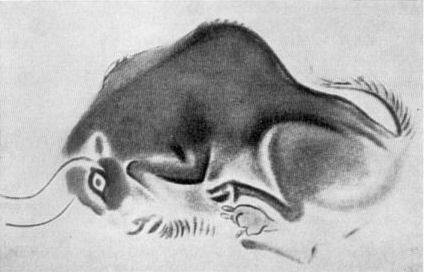 Bison