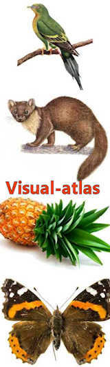 visual atlas